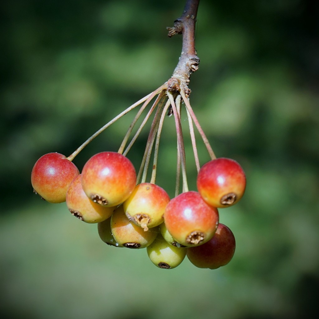 Crabapples by tunia
