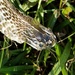 Shed snakeskin: The Head End. by meotzi