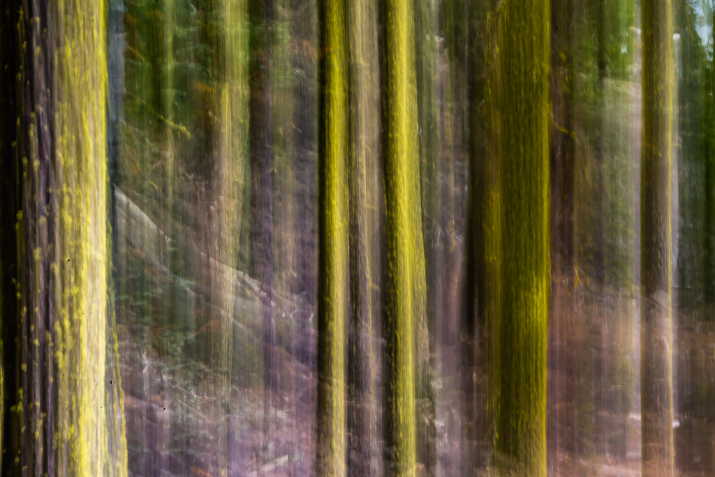 Lichen on the Trees:  ICM Abstract by taffy