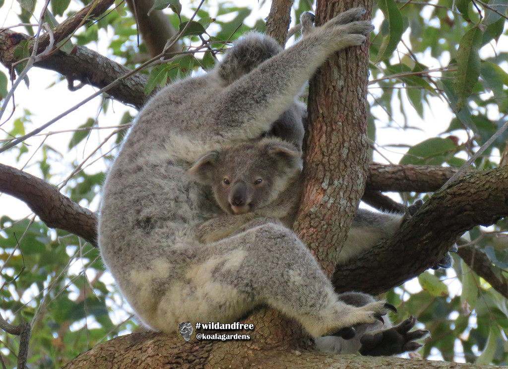 yoga in your dreams by koalagardens