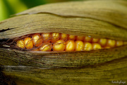 19th Sep 2018 - The golden ear of corn ... cattle corn that is!