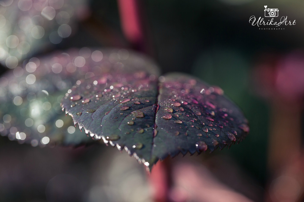 leaf diamonds by ulla