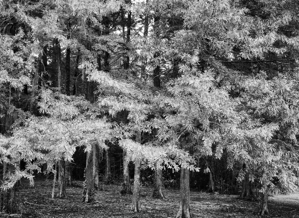 Cypress Trees by eudora