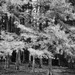 Cypress Trees by eudora