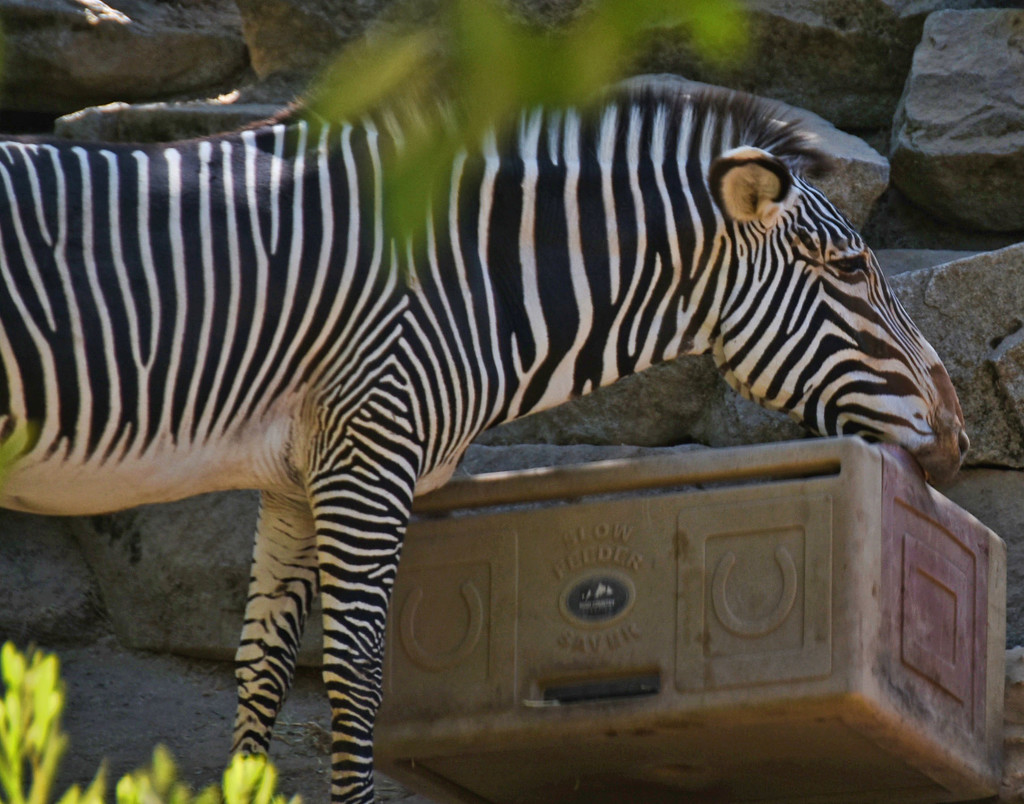 Zebra Playing With Lunch Box by joysfocus
