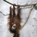 Orangutan Baby by randy23