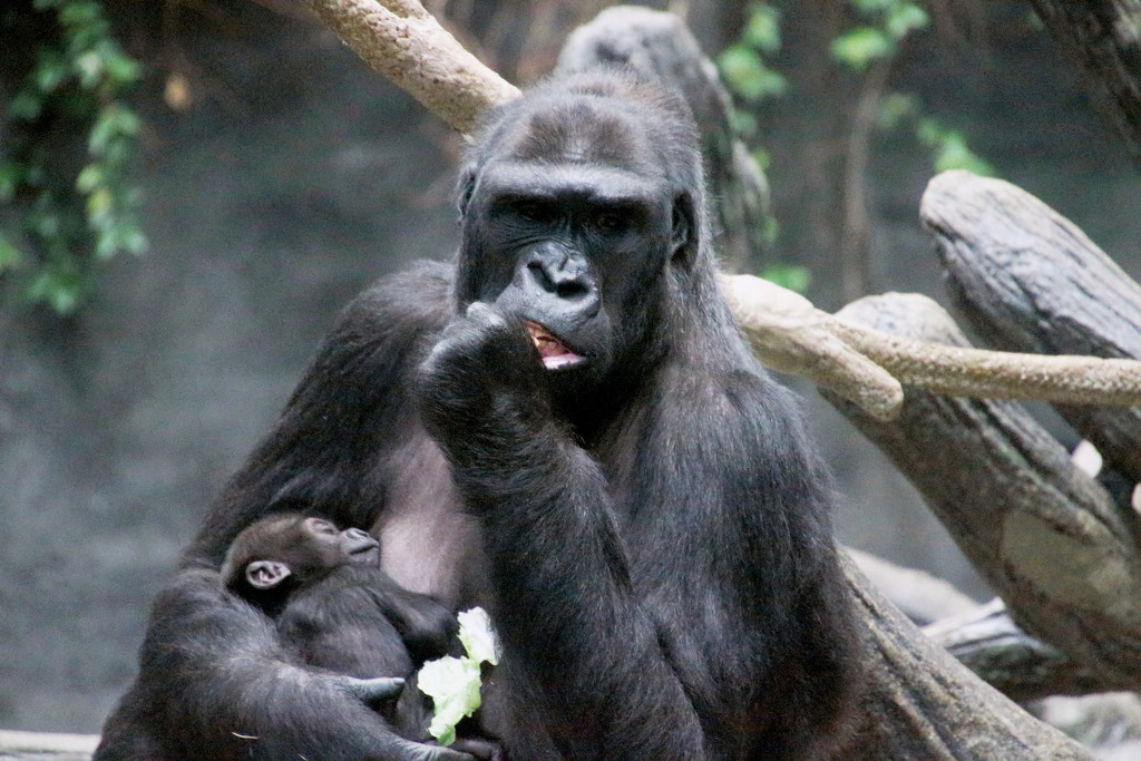 Momma Gorilla and Baby Ali by randy23