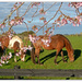 Horse's and Cherry tree's by julzmaioro