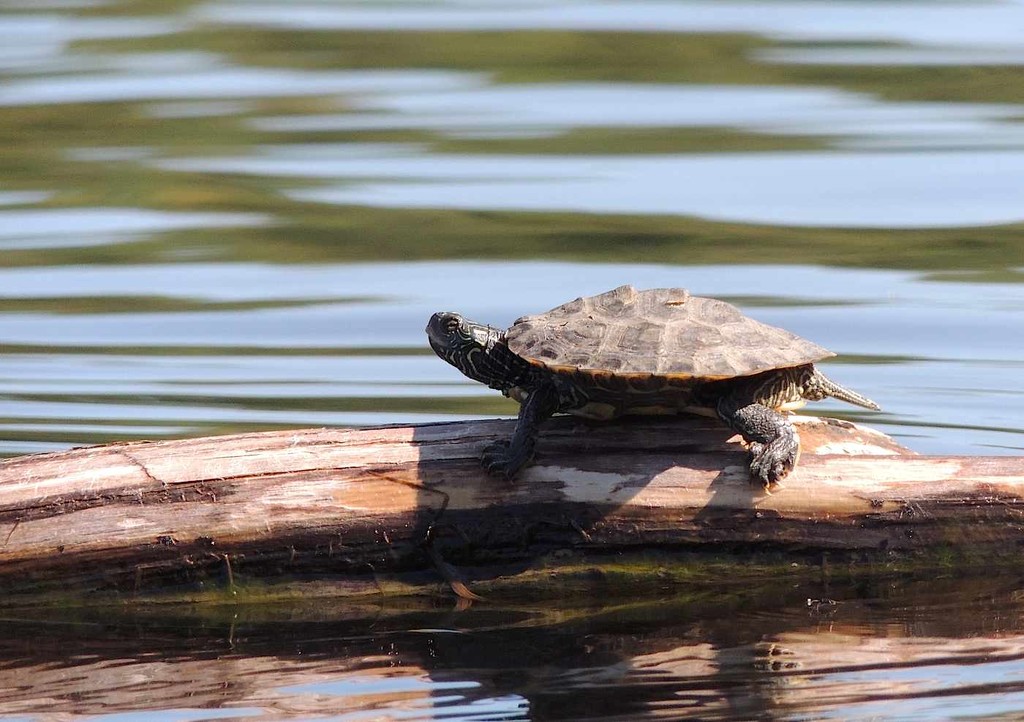 Painted Turtle by sunnygreenwood