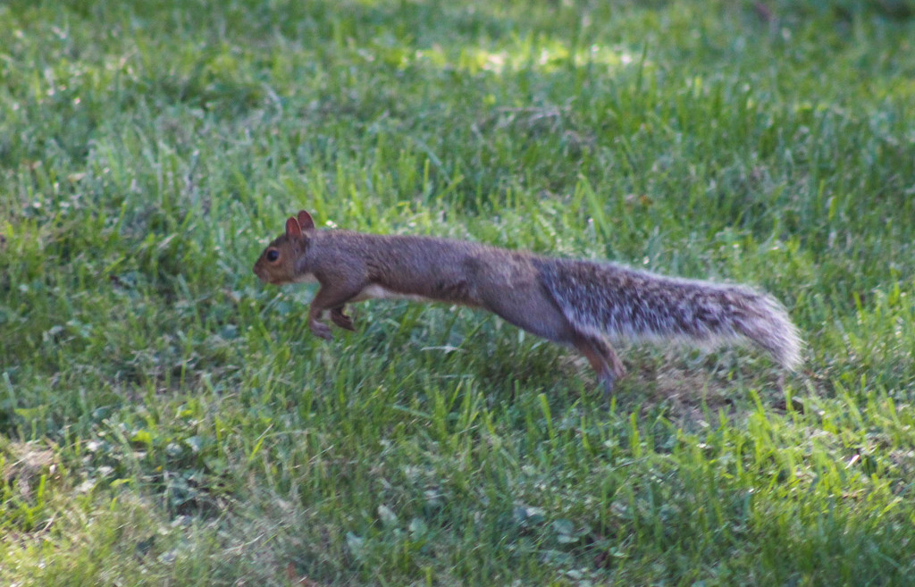 Run squirrel run by mittens