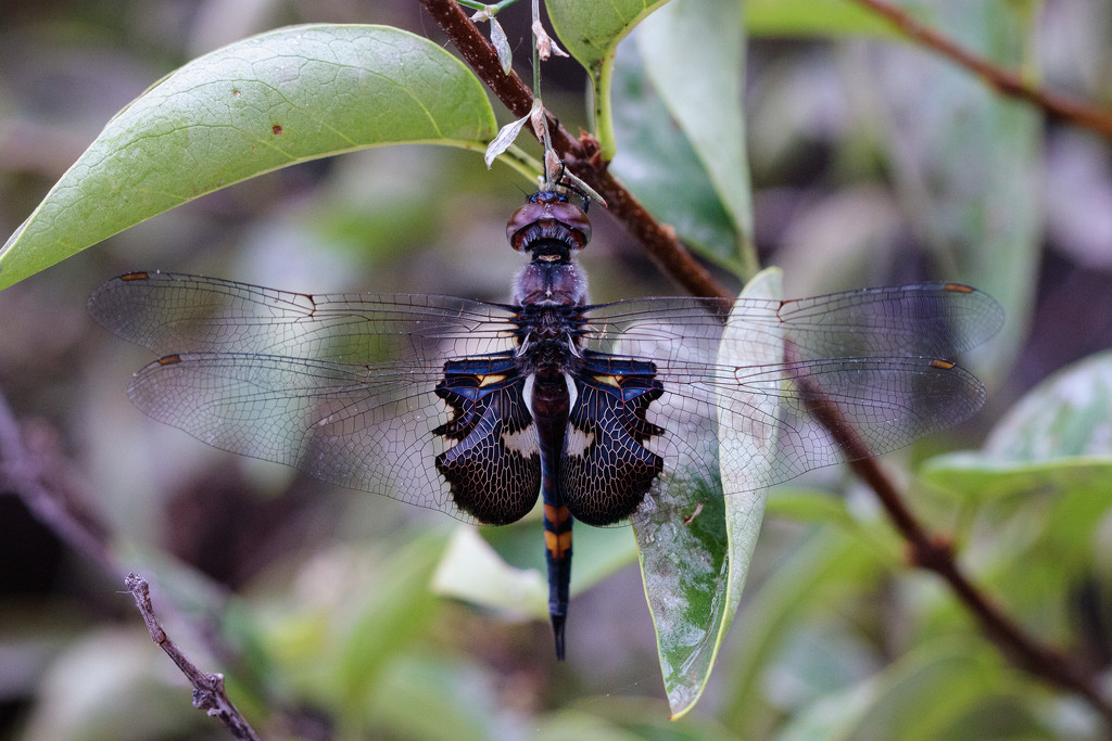 black saddlebags dragonfly by aecasey