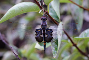 19th Sep 2018 - black saddlebags dragonfly