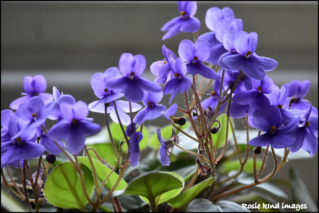 My beautiful violets by rosiekind