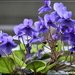 My beautiful violets by rosiekind