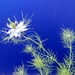 Flower on blue by stiggle