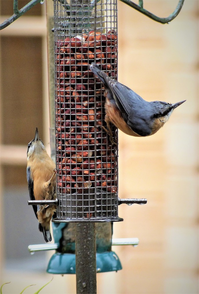  A Pair of Nuthatches  by susiemc