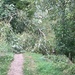Tree Down by cataylor41