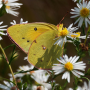 20th Sep 2018 - sulphur butterfly square