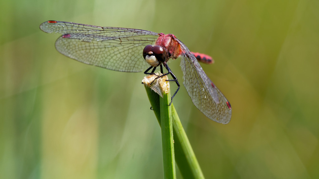 red dasher dragonfly by rminer