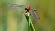 20th Sep 2018 - red dasher dragonfly