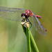 red dasher dragonfly by rminer