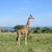 Giraffes by kjarn