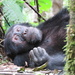 Chimpanzee by kjarn
