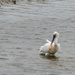 A Spoonbill by snoopybooboo