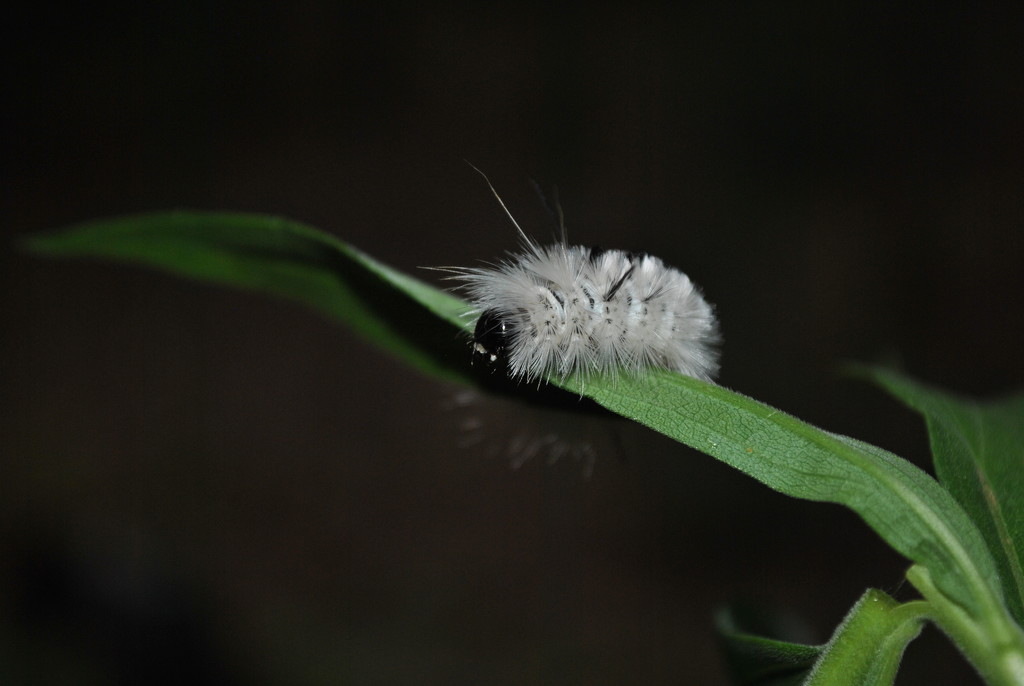 Day 263:  Hickory Tussock Moth Caterpillar  by jeanniec57
