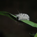 Day 263:  Hickory Tussock Moth Caterpillar  by jeanniec57
