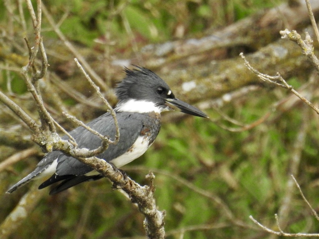 Belted kingfisher by amyk