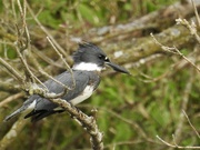 20th Sep 2018 - Belted kingfisher