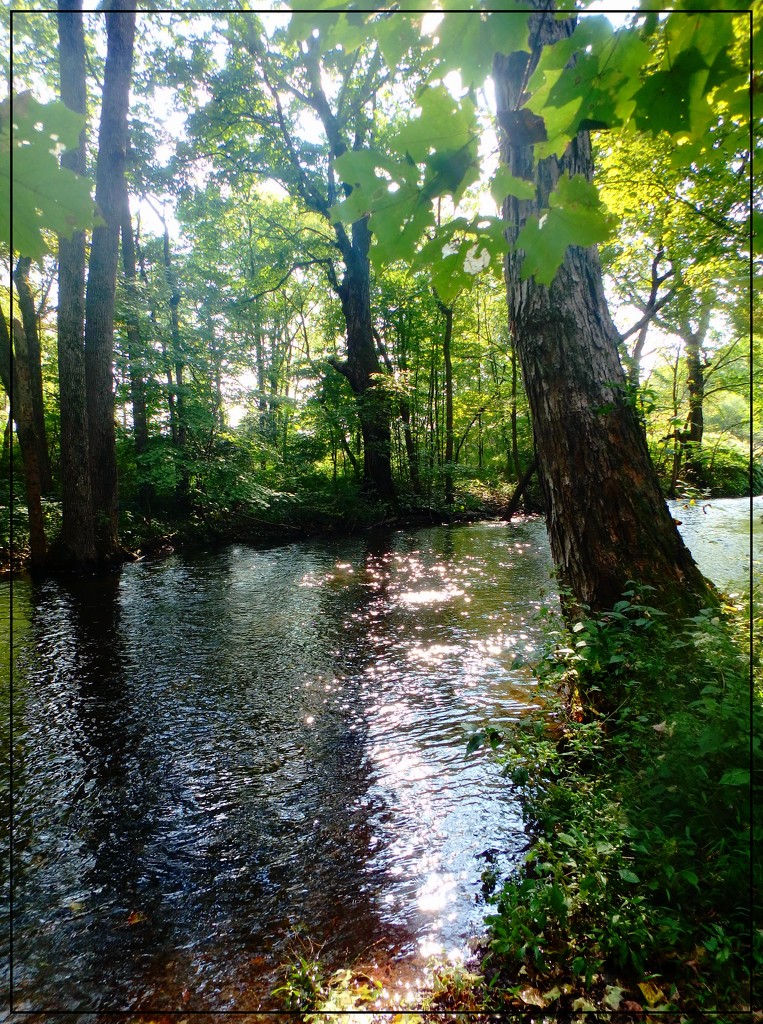 September Sunshine on a Pocono Creek by olivetreeann