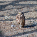 Burrowing Owl by nicoleweg