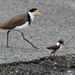 Masked Lapwing & their Chick by kgolab