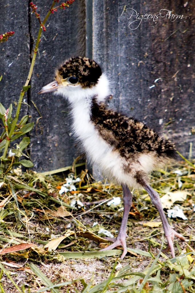 Masked Lapwing Chick by kgolab