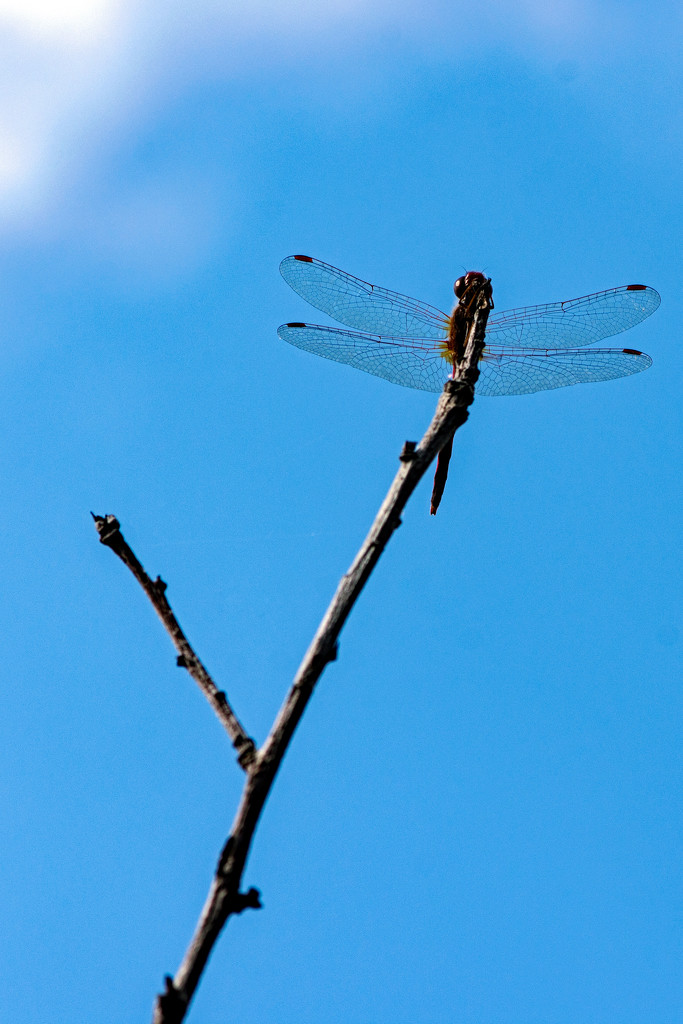 Dragonfly by farmreporter