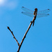 Dragonfly by farmreporter