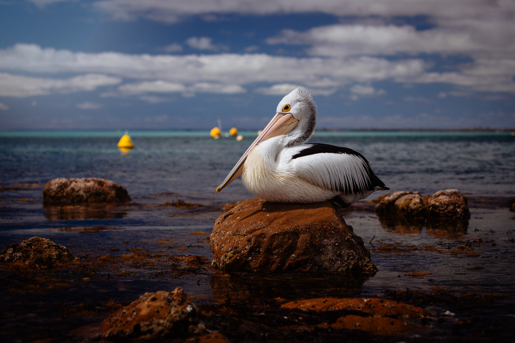 Lone Pelican by jodies