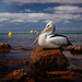 Lone Pelican by jodies