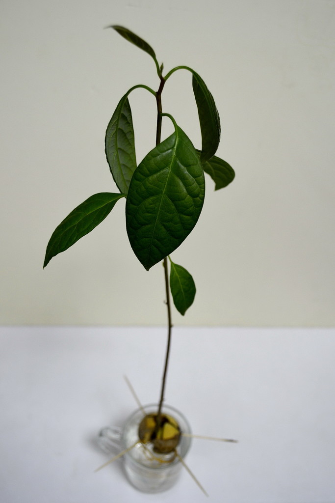 23 - My growing avocado :) by louloubou