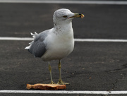 21st Sep 2018 - ring billed gull enjoying some bread