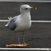 ring billed gull enjoying some bread by rminer