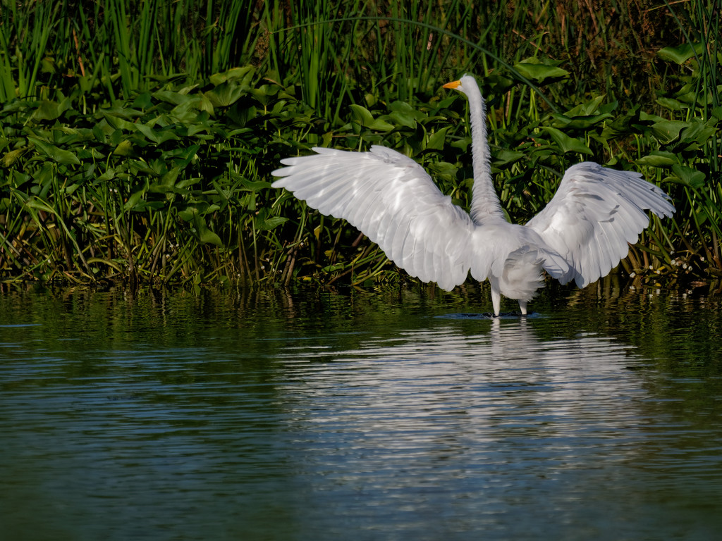 gwe showing off wings by rminer