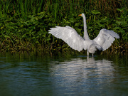 10th Sep 2018 - gwe showing off wings