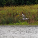 gull in flight by rminer
