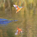 Female Kingfisher water splash by padlock
