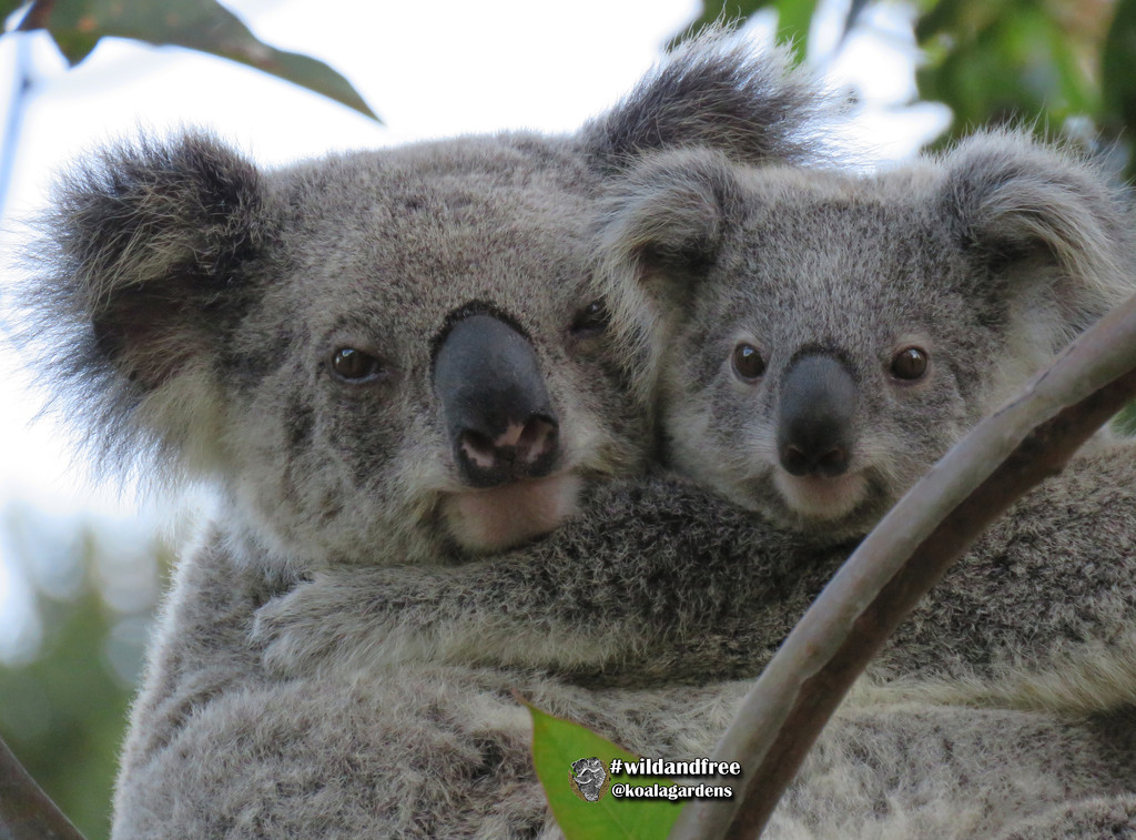 Family portrait time by koalagardens