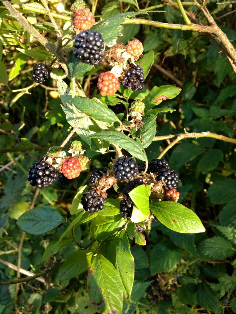 Blackberries in autumn sunshine by diddlydigit