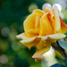 Yellow Rose by salza